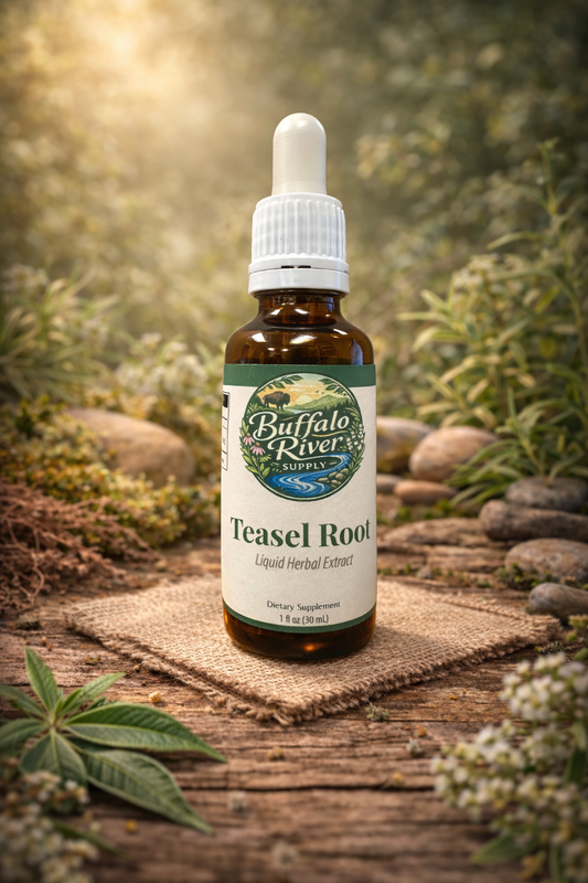 Teasel Root Extract